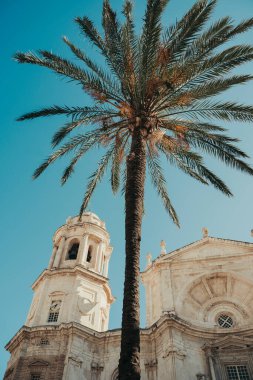 Güneşli yaz gününde arkasında kilise olan palmiye ağacı, Cadiz, İspanya.