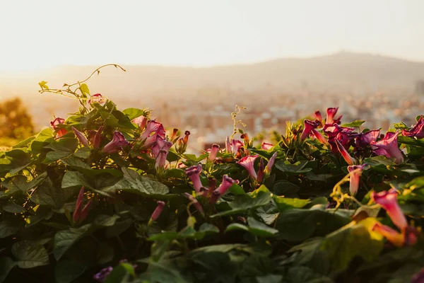 西班牙巴塞罗那的粉色和绿色花朵 有日落背景和山脉 — 图库照片