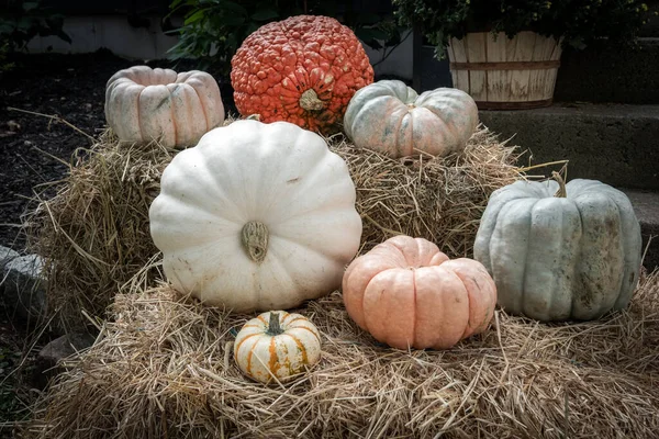 Fotografía Calabazas Halloween Fardos Heno — Foto de Stock