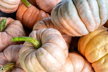 Close-up view of heirloom pumpkins with pale peach, cream, and blue-gray tones. Rustic farm produce symbolizing autumn harvest, seasonal abundance, and farm-to-table agriculture.