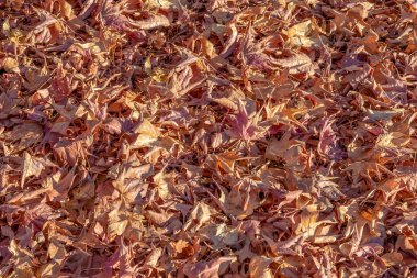 Arkaplan grubu sonbahar portakal yaprakları.