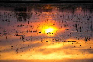 Pilav tarlasında gün batımının bulanık gölgesi