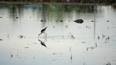 Pirinç tarlasında balık yiyen küçük kuş.