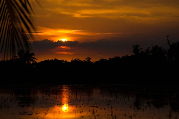 Tramonto Risaia Ambiente Rurale Con Foglia Cocco — Foto Stock