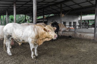 Kopya alanı olan bir çiftlikte beyaz inek