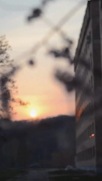 Video Branch Captured Sundown — ストック動画