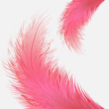 Beyaz arka planda izole edilmiş güzel renkli küçük ve büyük gerçekçi kuş tüyleri. Vektör illüstrasyonu.