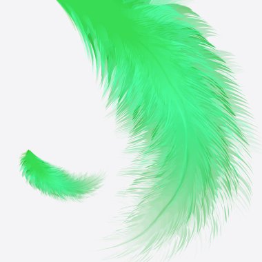 Beyaz arka planda izole edilmiş güzel renkli küçük ve büyük gerçekçi kuş tüyleri. Vektör illüstrasyonu.