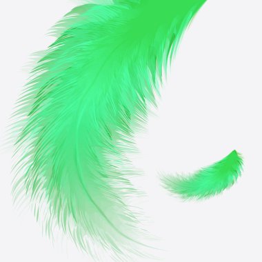 Beyaz arka planda izole edilmiş güzel renkli küçük ve büyük gerçekçi kuş tüyleri. Vektör illüstrasyonu.