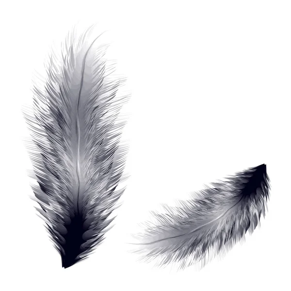 Vector Illustration Realistic Bird Feather — Stock Vector