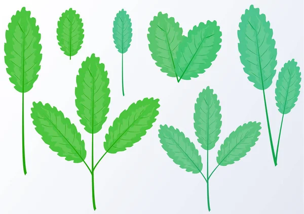 Uppsättning Enkla Blad Gren Vit Bakgrund Designelement Vektorgrafik — Stock vektor