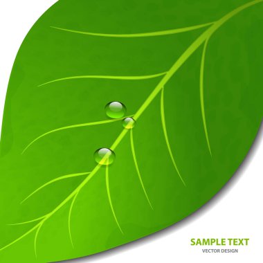 Beyaz zemin üzerinde su damlaları olan yeşil yaprak. Sabah çiyleri, taze bahar yaprakları. Vektör illüstrasyonu.