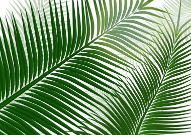 Tropikal arka plan. Gerçekçi palmiye yaprakları. Seyahat için egzotik güzellik tasarım, promosyon ve pazarlama. Vektör illüstrasyonu - Vektör grafikleri