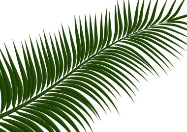 Tropikal arka plan. Gerçekçi palmiye yaprakları. Seyahat için egzotik güzellik tasarım, promosyon ve pazarlama. Vektör illüstrasyonu - Vektör grafikleri