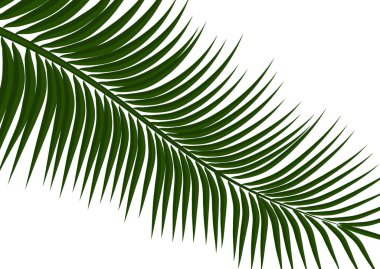 Tropikal arka plan. Gerçekçi palmiye yaprakları. Seyahat için egzotik güzellik tasarım, promosyon ve pazarlama. Vektör illüstrasyonu - Vektör grafikleri