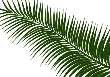 Tropikal arka plan. Gerçekçi palmiye yaprakları. Seyahat için egzotik güzellik tasarım, promosyon ve pazarlama. Vektör illüstrasyonu - Vektör grafikleri