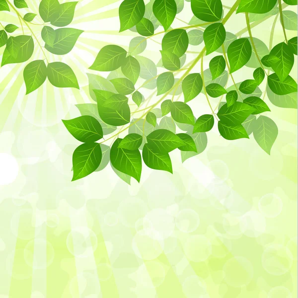 Лесной Фон Солнечным Светом Проходящим Сквозь Зеленые Листья Зеленый Фон — стоковый вектор
