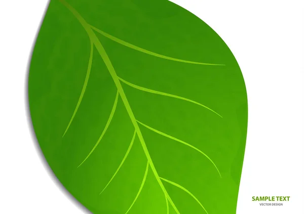 Grünes Blatt Isoliert Auf Weißem Hintergrund Morgentau Frisches Frühlingslaub Vektorillustration — Stockvektor