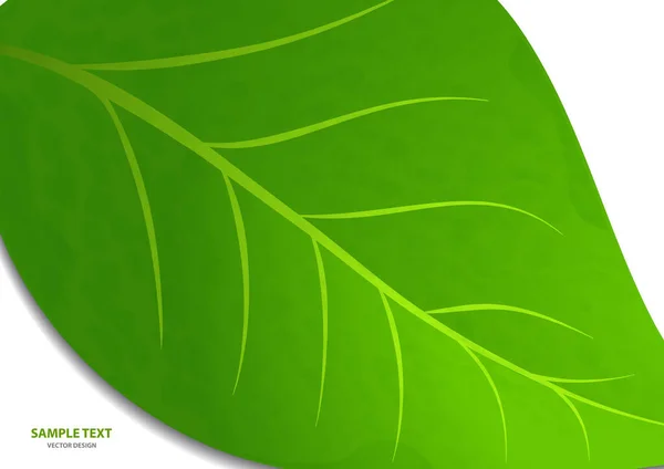 Зеленый Лист Выделен Белом Фоне Утренняя Роса Свежая Весенняя Листва — стоковый вектор