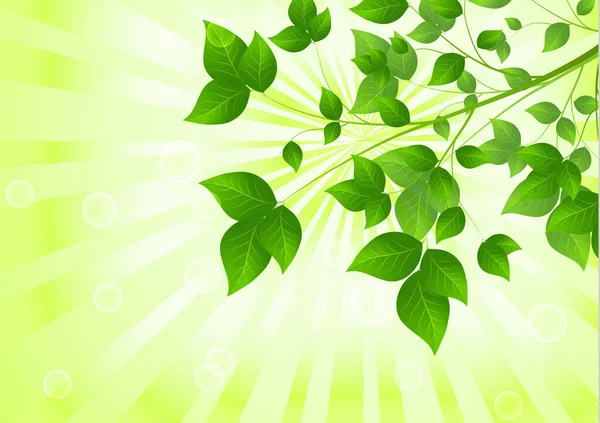 Лесной Фон Солнечным Светом Проходящим Сквозь Зеленые Листья Зеленый Фон — стоковый вектор