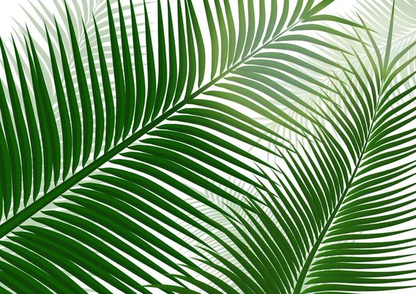 Tropische Achtergrond Realistische Palmbladeren Exotische Schoonheid Voor Reizen Ontwerp Promotie — Stockvector