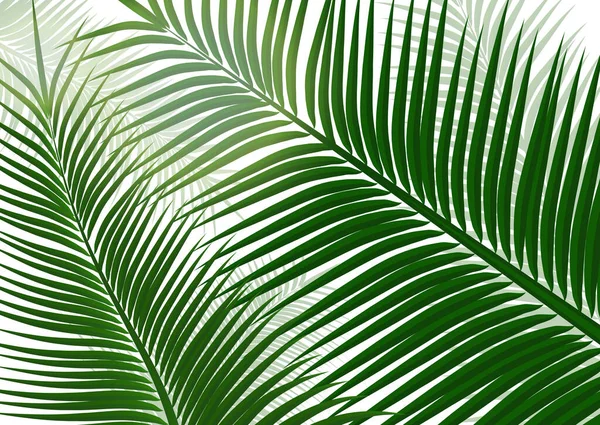 Fondo Tropical Hojas Realistas Palmera Belleza Exótica Para Viajes Diseño — Vector de stock