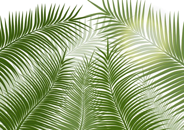 Tropikal Arka Plan Gerçekçi Palmiye Yaprakları Seyahat Için Egzotik Güzellik — Stok Vektör