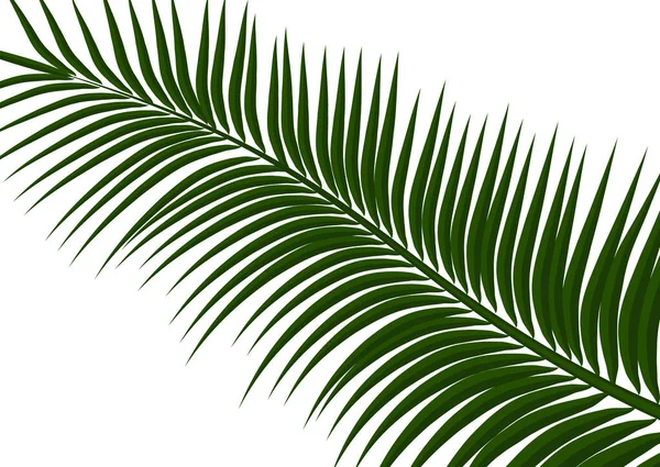 Tropikal arka plan. Gerçekçi palmiye yaprakları. Seyahat için egzotik güzellik tasarım, promosyon ve pazarlama. Vektör illüstrasyonu - Vektör grafikleri