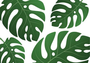 Beyaz arka planda tropik bir canavar bitkisinin büyük yeşil yaprakları. Tasarımınız için vektör illüstrasyonu.