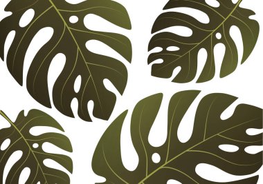 Beyaz arka planda tropik bir canavar bitkisinin büyük yeşil yaprakları. Tasarımınız için vektör illüstrasyonu.