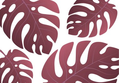 Beyaz arka planda tropik bir canavar bitkisinin büyük yeşil yaprakları. Tasarımınız için vektör illüstrasyonu.