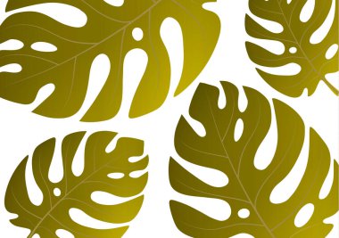 Beyaz arka planda tropik bir canavar bitkisinin büyük yeşil yaprakları. Tasarımınız için vektör illüstrasyonu.