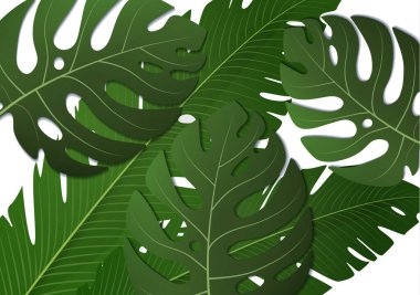 Tropik egzotik muz yaprakları ve beyaz arka planda canavar. İnanılmaz bir yaprak deseni. Botanik klasik illüstrasyon. Duvar kağıtları, web sayfası arkaplanları, yüzey dokuları, tekstil için ideal.