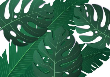 Tropik egzotik muz yaprakları ve beyaz arka planda canavar. İnanılmaz bir yaprak deseni. Botanik klasik illüstrasyon. Duvar kağıtları, web sayfası arkaplanları, yüzey dokuları, tekstil için ideal.