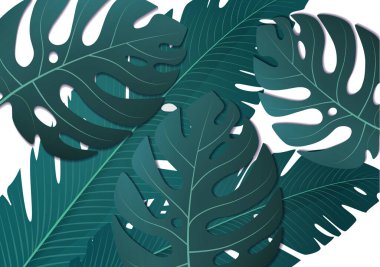 Tropik egzotik muz yaprakları ve beyaz arka planda canavar. İnanılmaz bir yaprak deseni. Botanik klasik illüstrasyon. Duvar kağıtları, web sayfası arkaplanları, yüzey dokuları, tekstil için ideal.