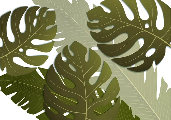 Tropische Exotische Bananenblätter Und Monster Auf Weißem Hintergrund Erstaunliches Blattmuster — Stockvektor