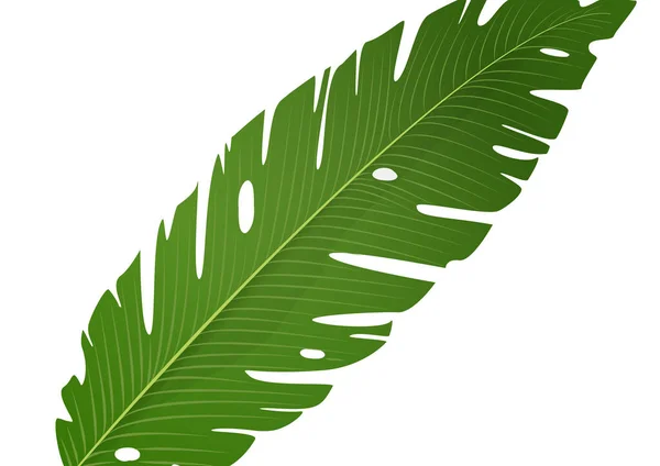 Изолированный Зеленый Банановый Лист Белом Фоне Векторная Иллюстрация — стоковый вектор