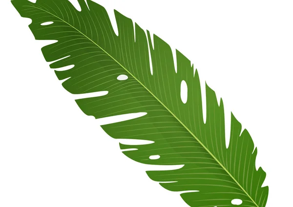 Hoja Plátano Verde Aislado Sobre Fondo Blanco Ilustración Vectorial — Vector de stock