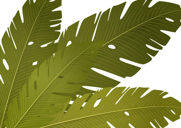 Sammansättning Exotiska Palmbananblad Vit Bakgrund Vektor Sommar Illustration För Din — Stock vektor
