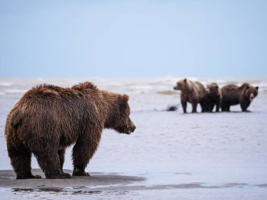 Boz Ayı (Ursus Arctos) olarak da bilinir. Yemek koy. Güney Orta Alaska. Amerika Birleşik Devletleri (ABD).