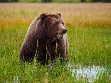 Boz Ayı (Ursus Arctos) olarak da bilinir. Güney Orta Alaska. Amerika Birleşik Devletleri (ABD).