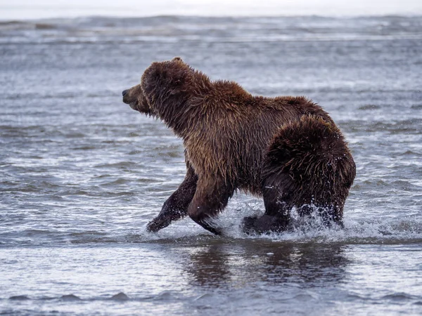 Pobřežní Medvěd Hnědý Také Známý Jako Medvěd Grizzly Ursus Arctos — Stock fotografie