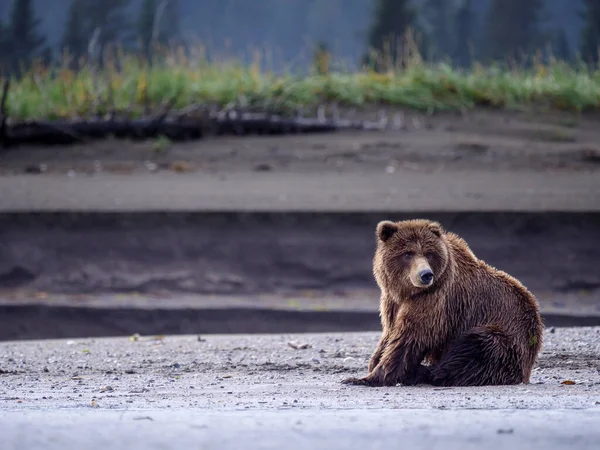 Boz Ayı Ursus Arctos Olarak Bilinir Güney Orta Alaska Amerika — Stok fotoğraf