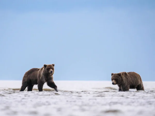 Kustbrunbjörn Även Känd Som Grizzlybjörn Ursus Arctos Cook Inlet Södra — Stockfoto