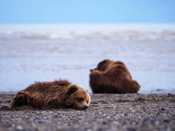 Boz Ayı Ursus Arctos Olarak Bilinir Yemek Koy Güney Orta — Stok fotoğraf