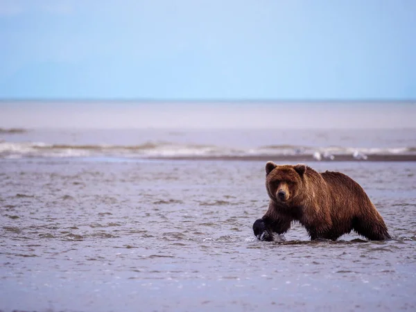Береговий Бурий Ведмідь Також Відомий Ведмідь Ґріззлі Ursus Arctos Готівник — стокове фото