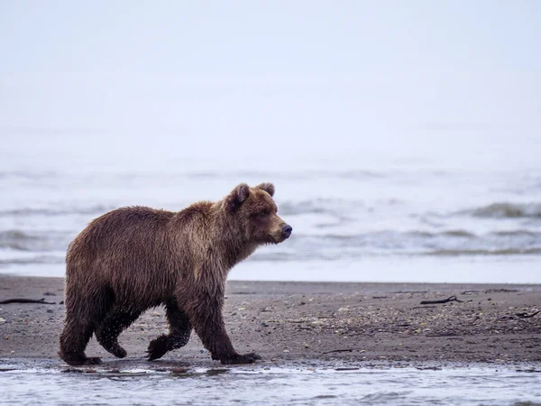 Urso Pardo Costeiro Também Conhecido Como Urso Grizzly Ursus Arctos — Fotografia de Stock