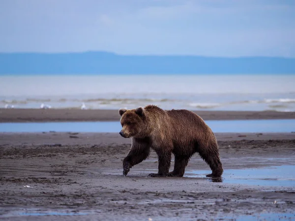 沿岸部のヒグマ Grizzly Bear Ursus Arctos とも呼ばれる コック インレット 南中央アラスカ アメリカ合衆国 — ストック写真