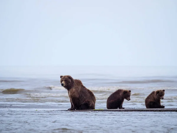 Pobřežní Medvěd Hnědý Také Známý Jako Medvědice Medvědí Ursus Arctos — Stock fotografie