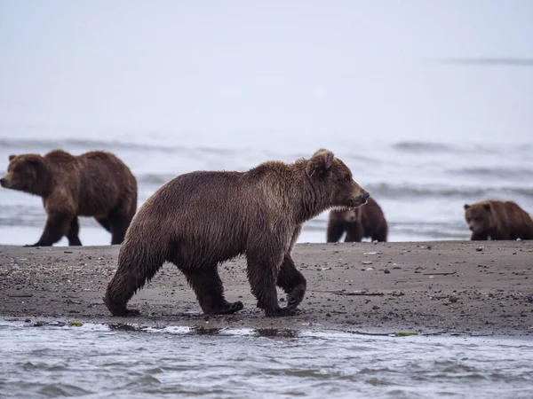 Boz Ayı Ursus Arctos Olarak Bilinir Yemek Koy Güney Orta — Stok fotoğraf